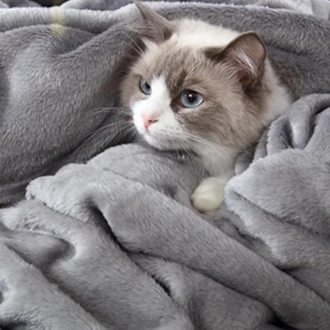 Grey Fleece Twin Blanket price